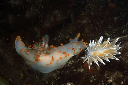 nudibranchs