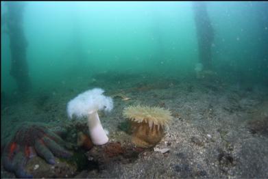 anemones on bottom