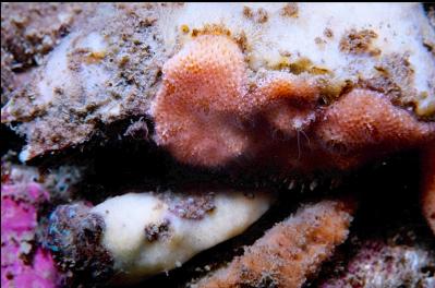 DECORATOR CRAB