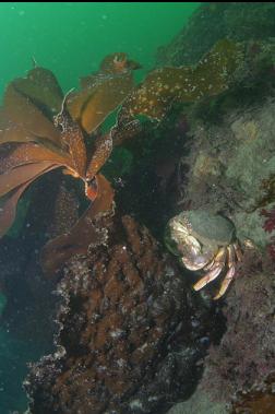 MATING DUNGENESS CRABS