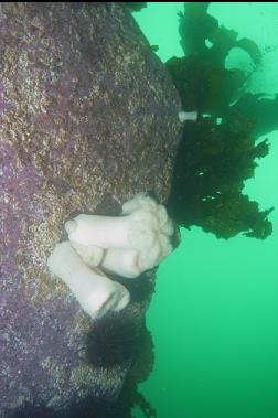 PLUMOSE ANEMONES ON SHALLOW WALL