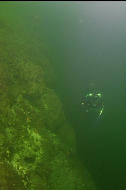 SWIMMING ALONG TOP OF WALL
