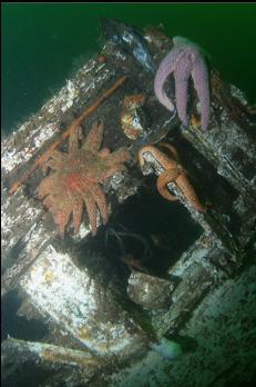 SEASTARS AROUND WINDOW OF CABIN