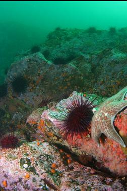 seastar, urchins and cup corals in shallows