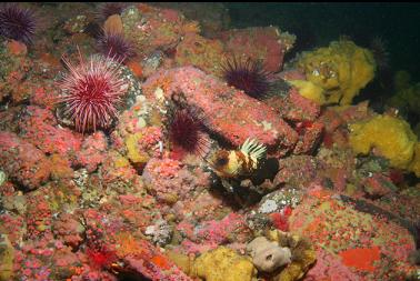 quillback rockfish