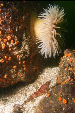 painted greenling and anemone