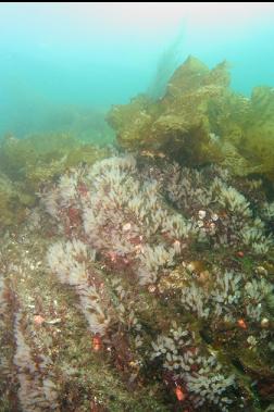 light bulb tunicates