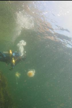 2 lions mane jellies