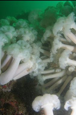 anemones on second dive