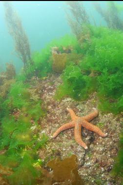 seastar in shallows