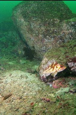 copper rockfish