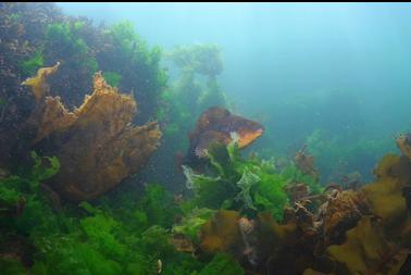 kelp greenling
