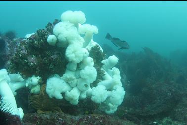 natural-light plumose anemones