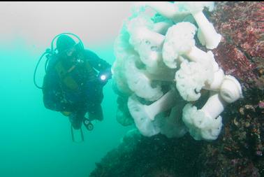 plumose anemones