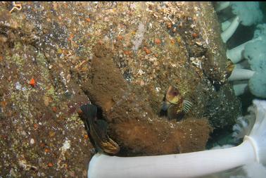 quillback rockfish around boot sponge