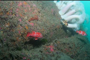 vermilion rockfish 