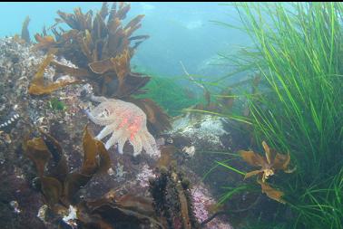 seastar in shallows