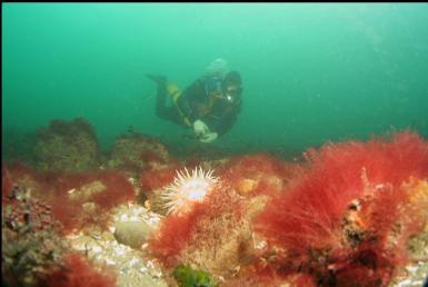 anemone and red seaweed