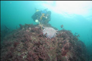 sunflower star near surface