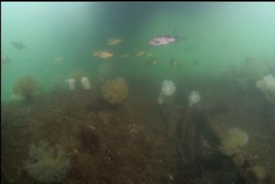 black rockfish and perch over boiler