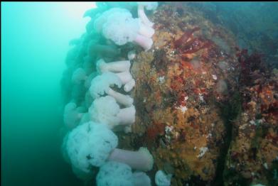 plumose anemones on wall