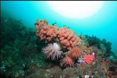 crimson anemones and tunicate colony