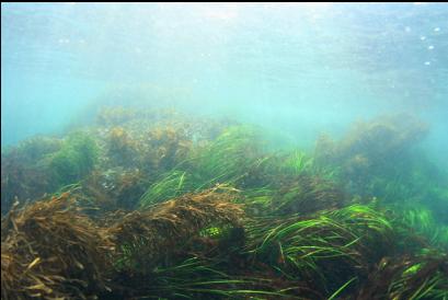 surfgrass in shallows