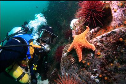 sea star near top of wall