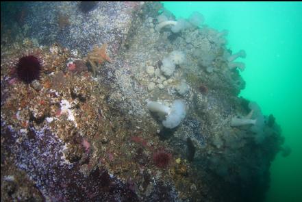 plumose anemones