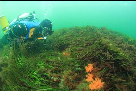 burrowing cucumbers and eelgrass