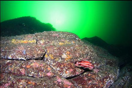 juvenile yelloweye rockfish