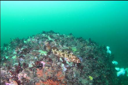 lingcod on the large rock