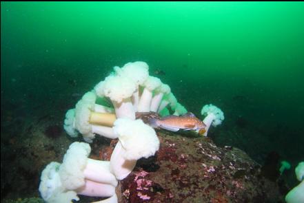 kelp greenling and plumose anemones 