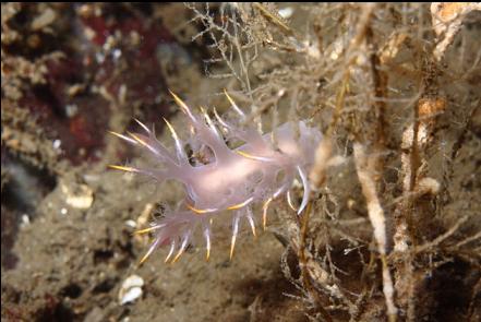 nudibranch