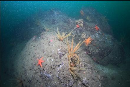 feather stars and sea stars