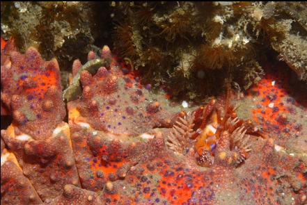 Puget Sound king crab