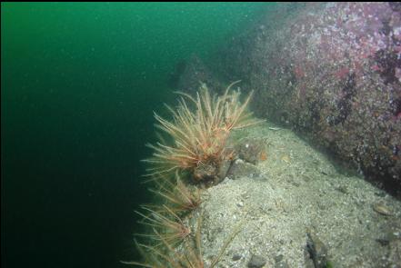 feather stars on a ledge