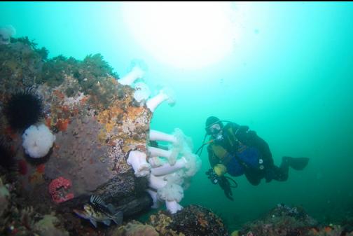 copper rockfish and anemones