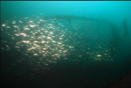 school of fish