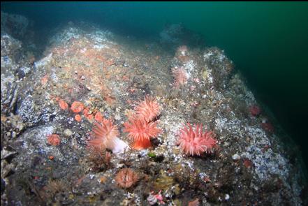 crimson anemones