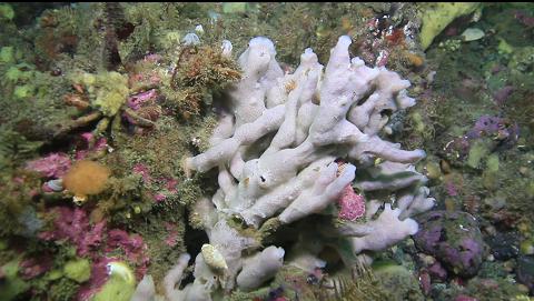 sponge in the middle of the channel