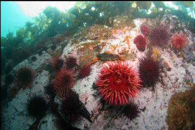 fish-eating anemone and urchins