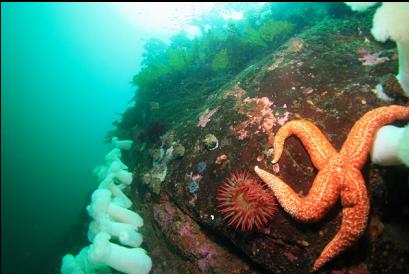 seastar and anemones near top of wall