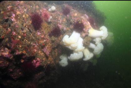 plumose anemones on the side of a small wall