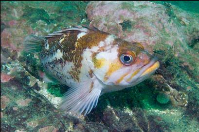 copper rockfish