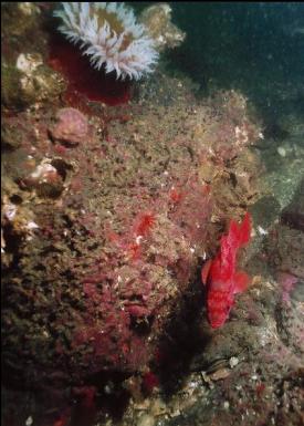 VERMILLION ROCKFISH AND ANEMONE