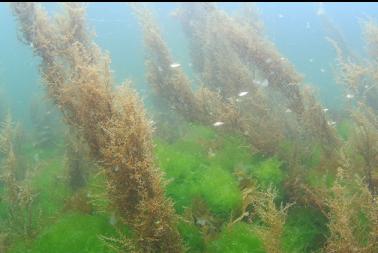 juvenile perch in shallows