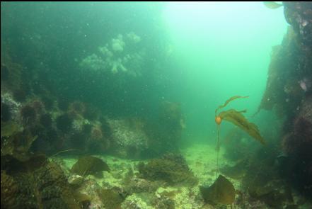 swimming back up into the bay