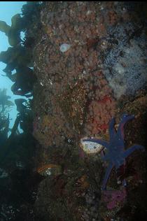 SEASTAR, ETC. ON SMALL WALL