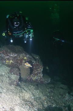 ROCKFISH ON BOOT SPONGE AGAIN